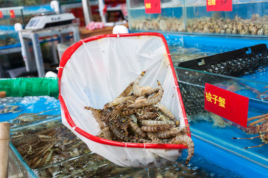 斑節(jié)蝦