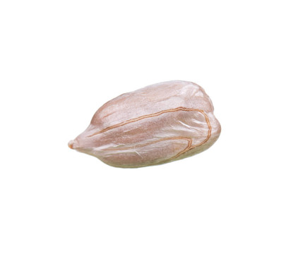 向日葵的種子