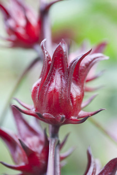 Roselle的水果樹(shù)