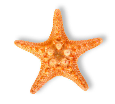 海星