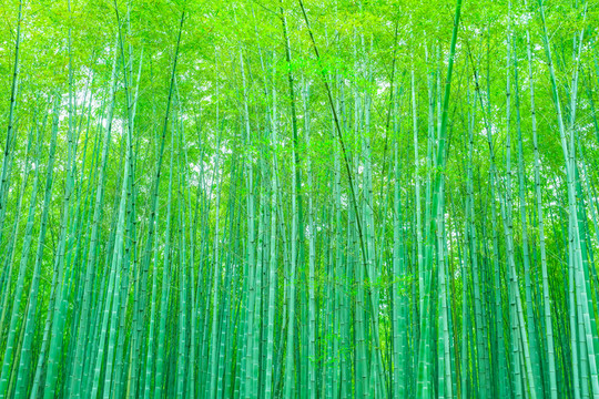 竹子竹林