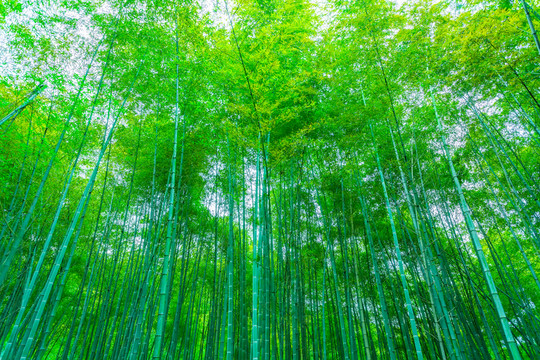 竹子竹林