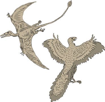 翼龍和古鳥