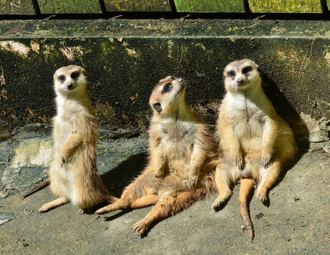 meercat