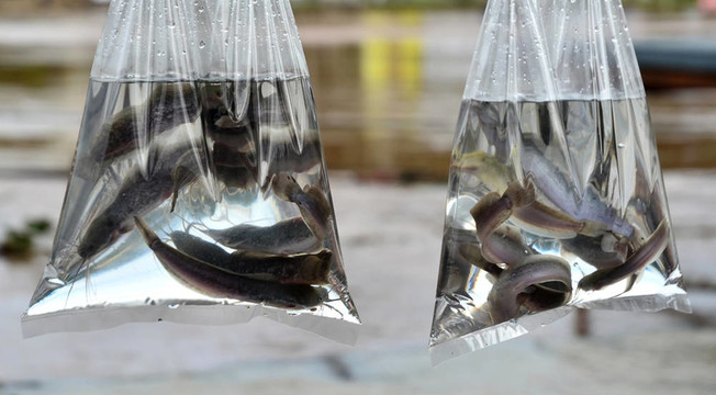 鯰魚