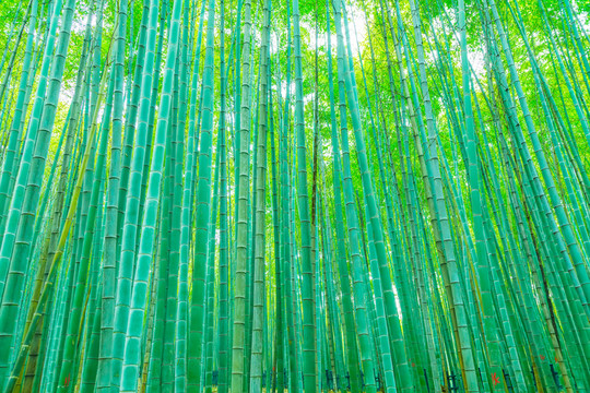 竹子竹林