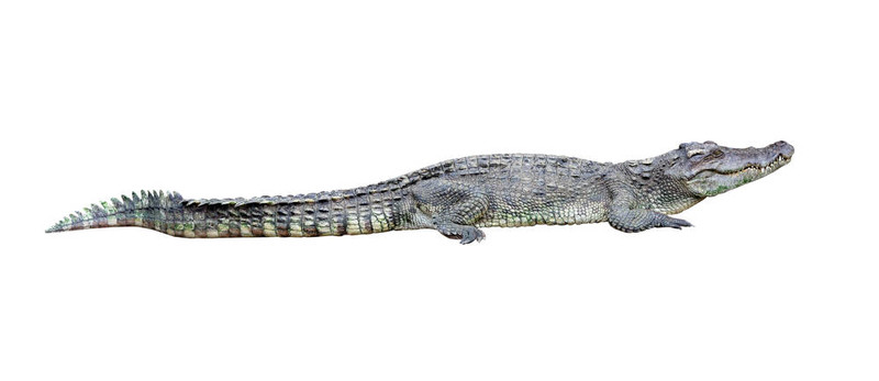 鱷魚(yú)隔離