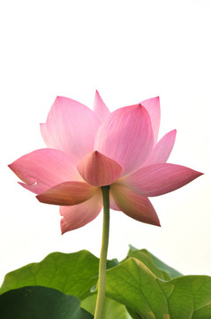 桃花粉