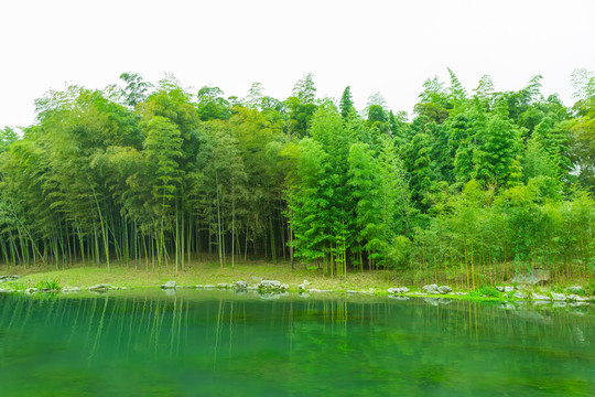 竹子竹林