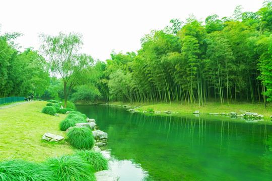 竹子竹林