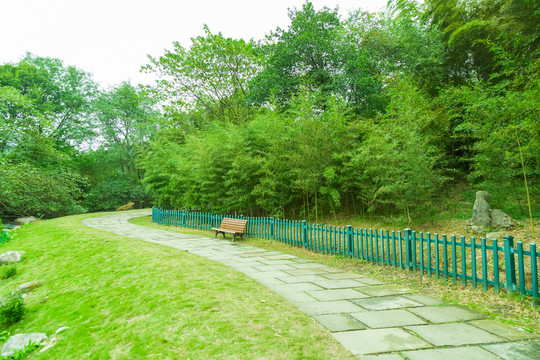 竹子竹林