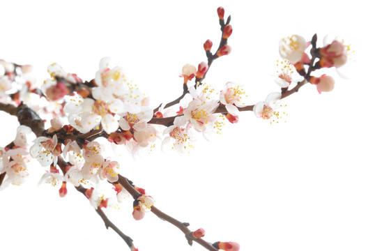 杏仁粉紅花。