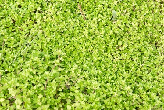 綠色的草