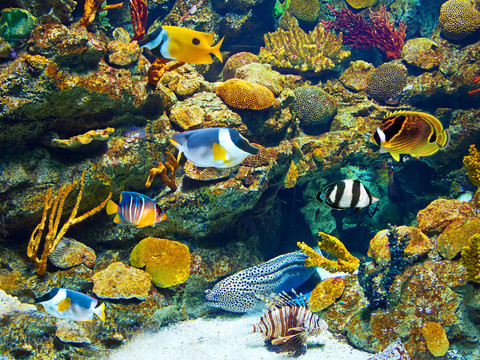 豐富多彩和充滿活力的水族館