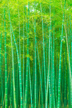 竹子竹林