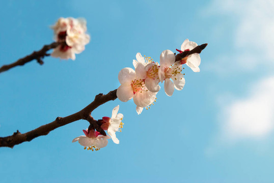 白色的杏花與藍(lán)色的天空