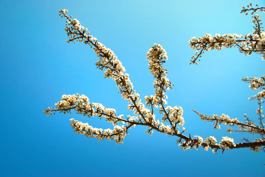 白色的杏花與藍(lán)色的天空