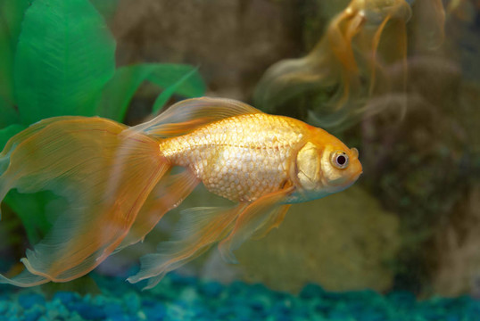 熱帶金魚