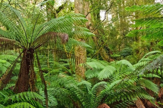 雨林；Victoria；澳大利亞