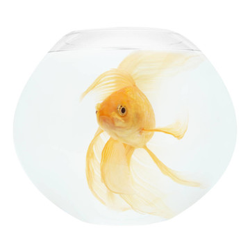 魚缸里的金魚