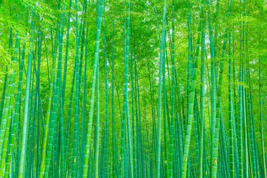 竹子竹林