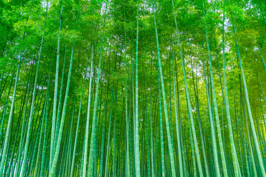 竹子竹林