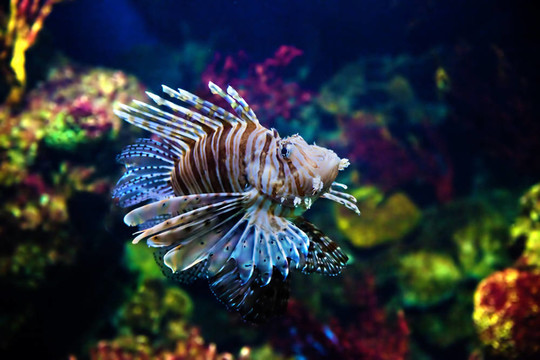 水下景觀；魚類；珊瑚礁