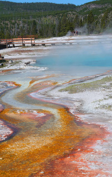 Yellowstone。菌毯。