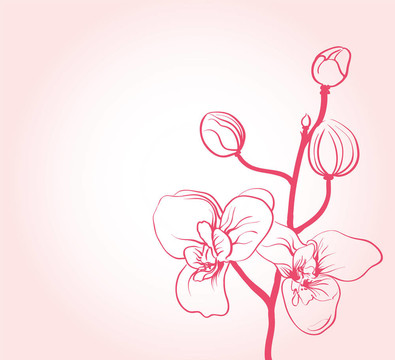 背景與櫻花花