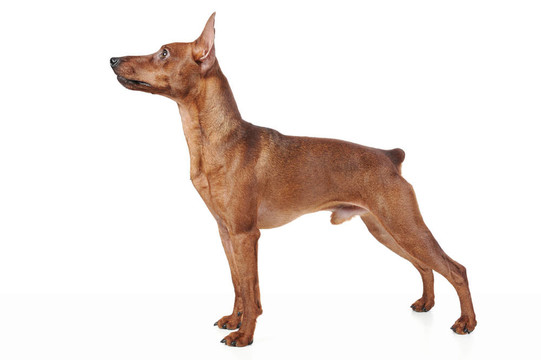 迷你杜賓犬。