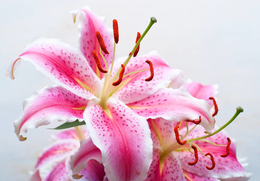 粉紅色的百合花