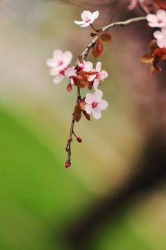 櫻花