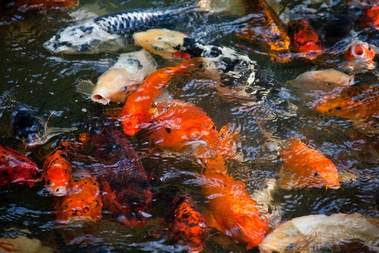 豐富多彩的錦鯉金魚(yú)