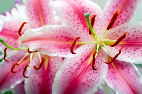 粉色的百合花