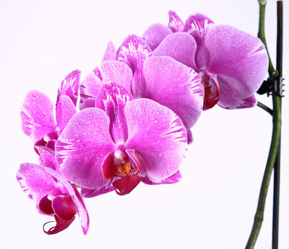 蘭花