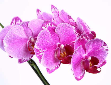 蘭花