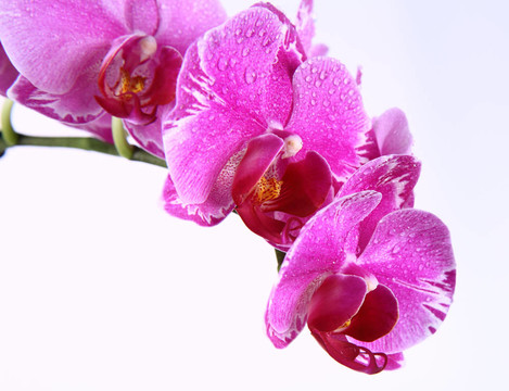 蘭花