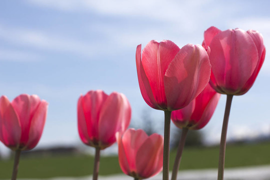 粉紅色的tulipes