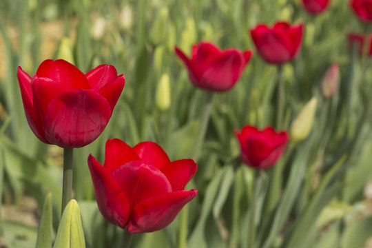 紅tulipes
