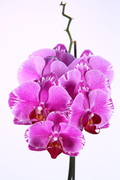 蘭花