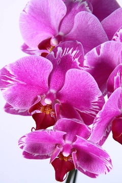 蘭花