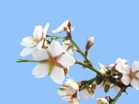 櫻桃樹的花