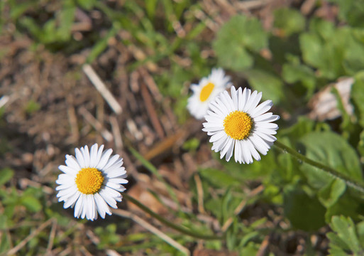 雛菊