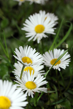 雛菊