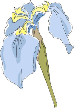 柔和水彩虹膜。