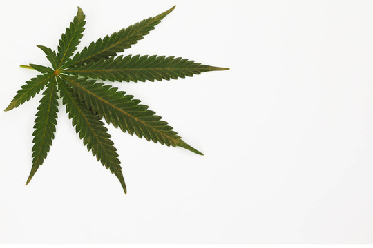 大麻葉