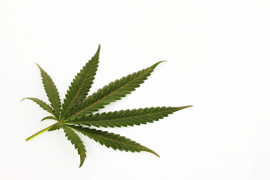 大麻葉