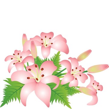 白色背景上的花
