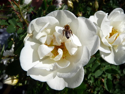 蜜蜂在白色的犬薔薇