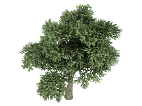 Madrone或草莓樹